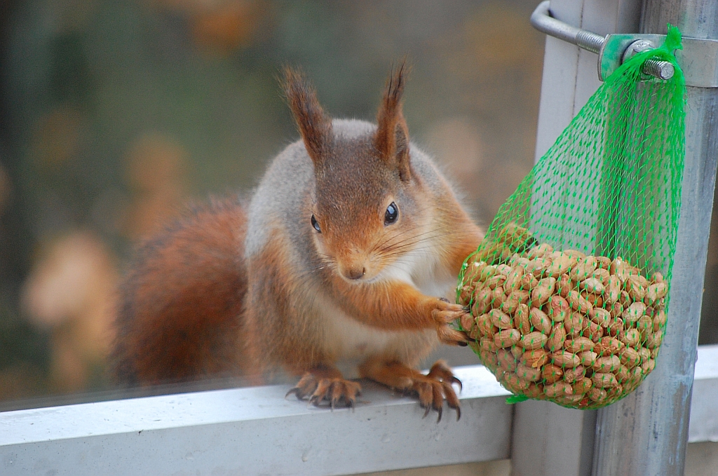 Wiewiórka pospolita, wiewiórka ruda (Sciurus vulgaris)
