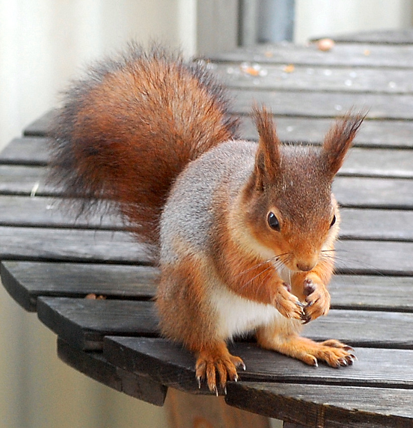 Wiewiórka pospolita, wiewiórka ruda (Sciurus vulgaris)