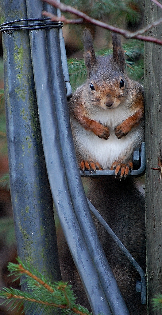 Wiewiórka pospolita, wiewiórka ruda (Sciurus vulgaris)