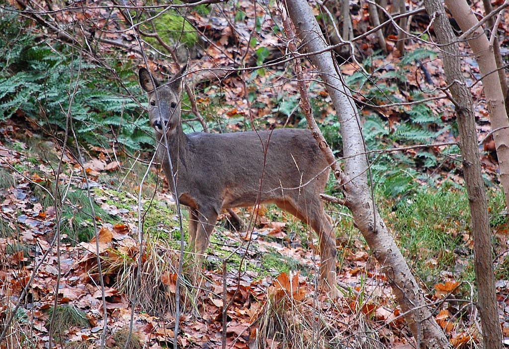 Sarna europejska (Capreolus capreolus)