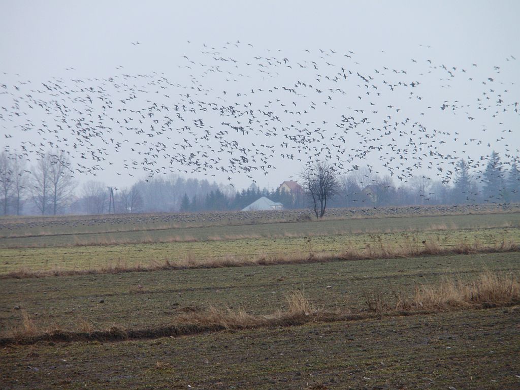 Gęś zbożowa, zbożówka, posiewnica (Anser fabalis), gęgawa, gęś gęgawa (Anser anser) i gęś białoczelna, gęś białoczółka (Anser albifrons)