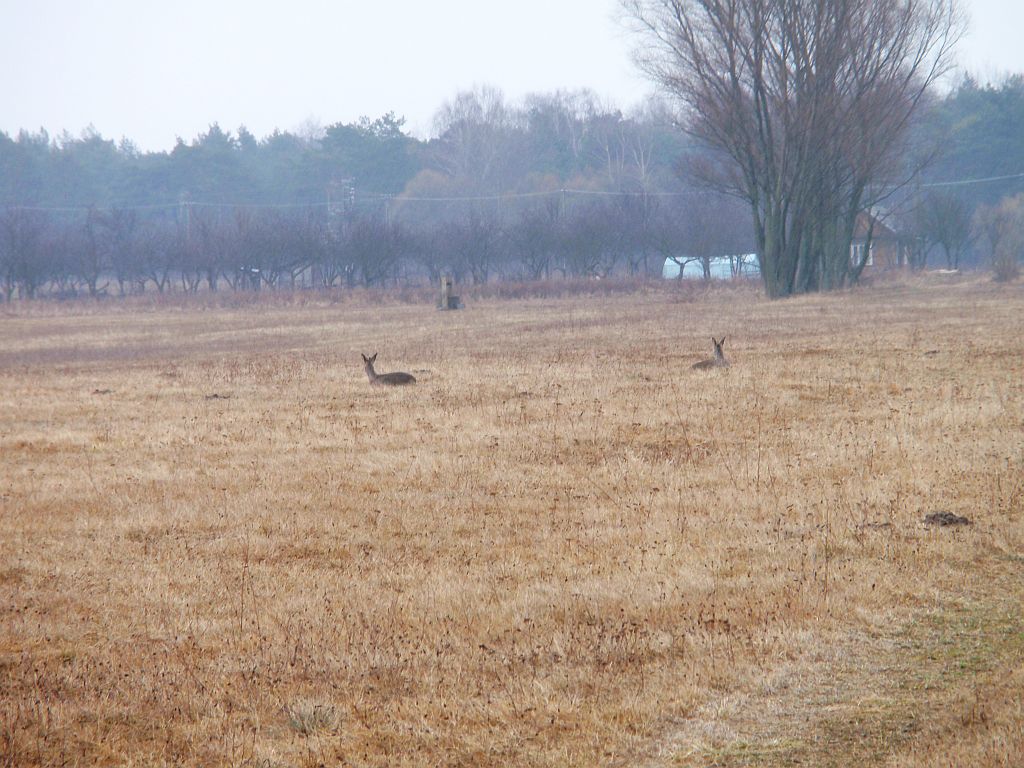 Sarna europejska (Capreolus capreolus)