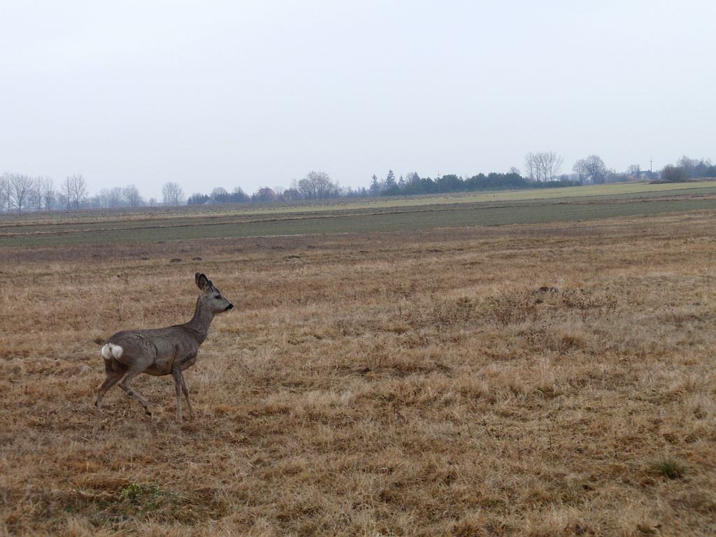 Sarna europejska (Capreolus capreolus)