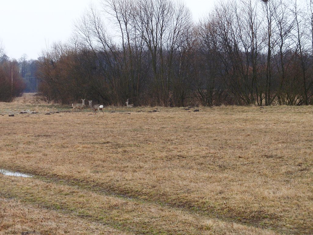 Sarna europejska (Capreolus capreolus)