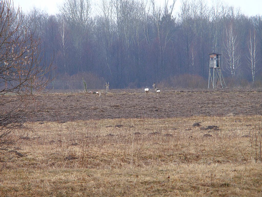 Sarna europejska (Capreolus capreolus)