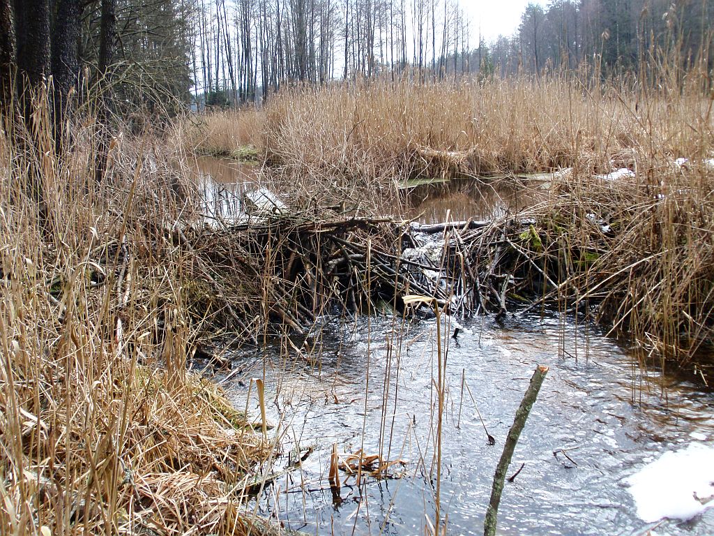 Bobrowa tama nad Świnobródką