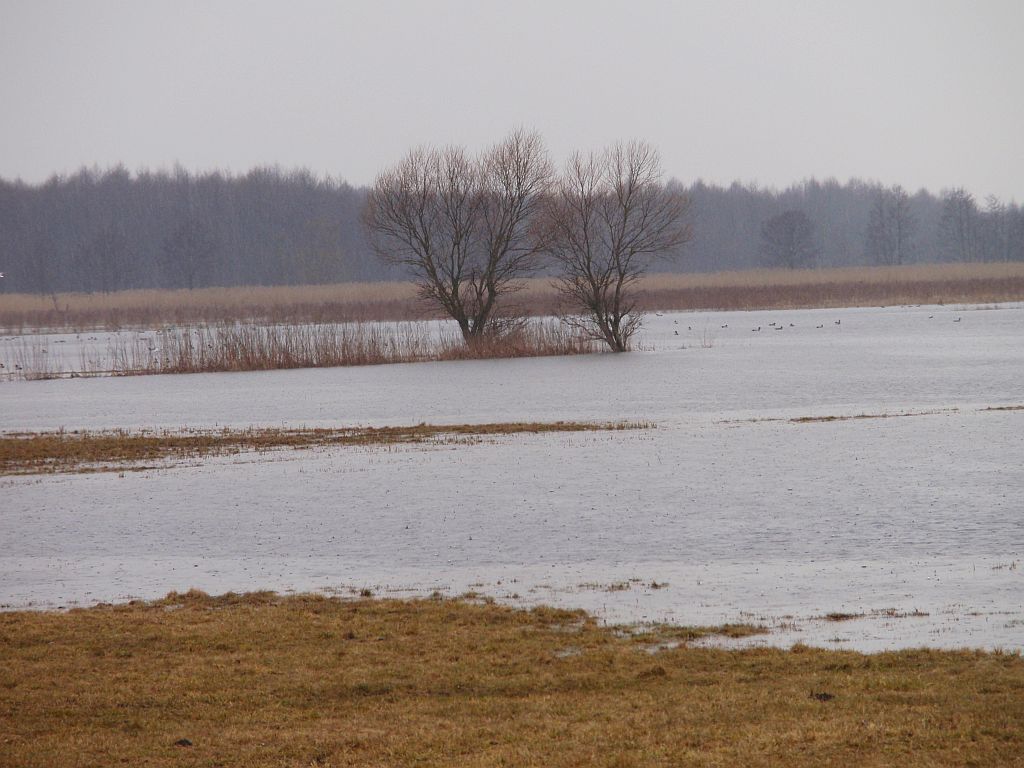 Rozlewiska narwi w Bokinach