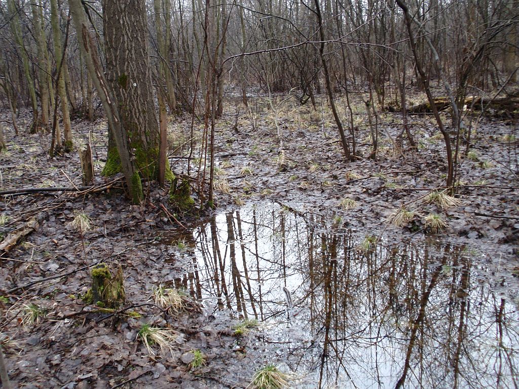 Las w okolicach Baciut