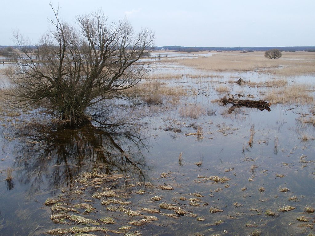 Narew wiosną