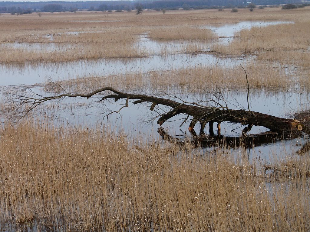Wiosenne rozlewiska Narwi + efekty ciężkiej pracy bobrów