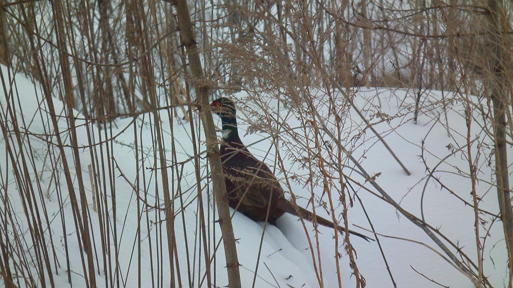 Bażant (Phasianus colchicus)