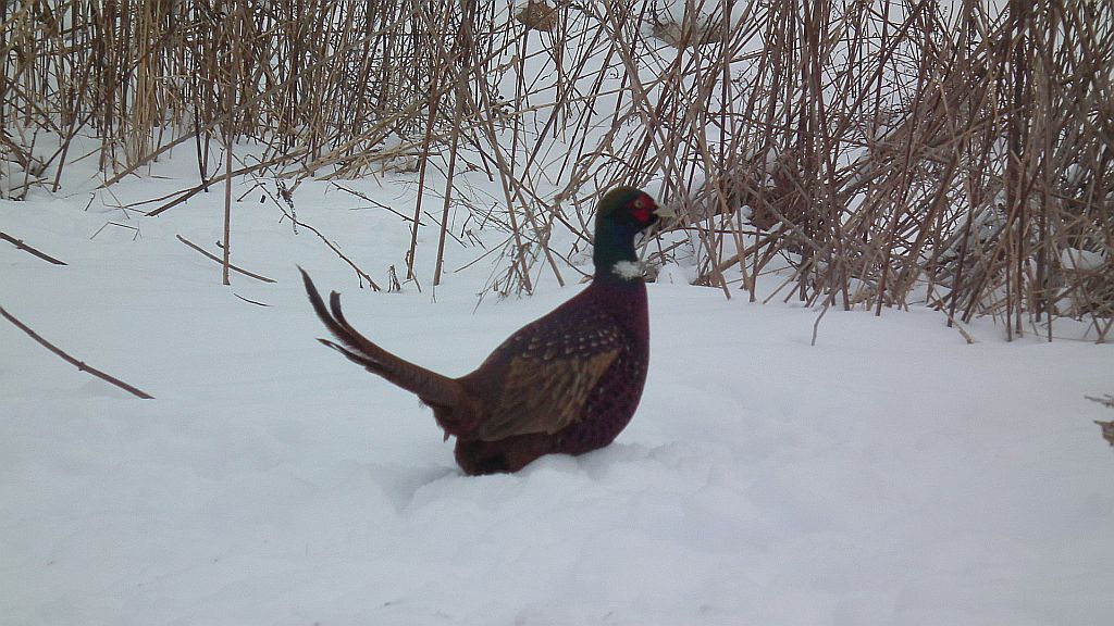 Bażant (Phasianus colchicus)