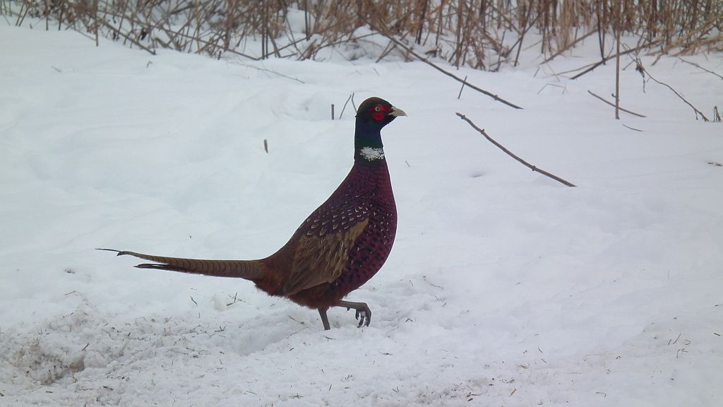 Bażant (Phasianus colchicus)