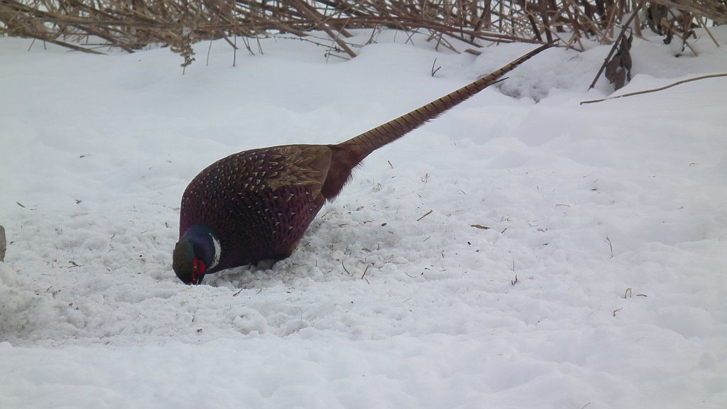 Bażant (Phasianus colchicus)
