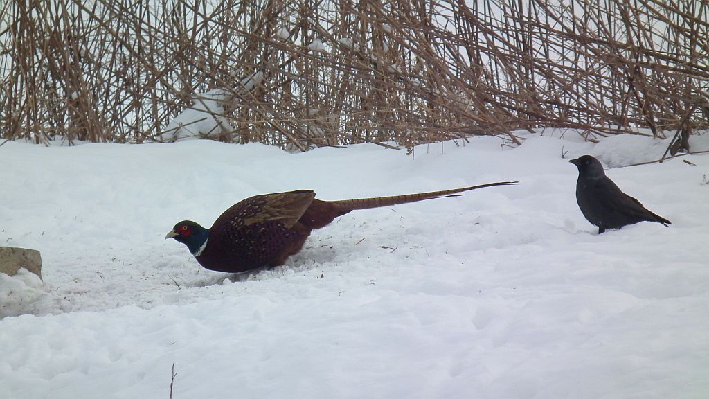 Bażant (Phasianus colchicus), Kawka (Coloeus monedula)