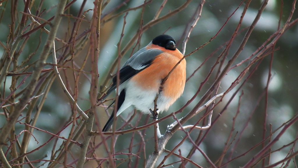Gil (Pyrrhula pyrrhula)