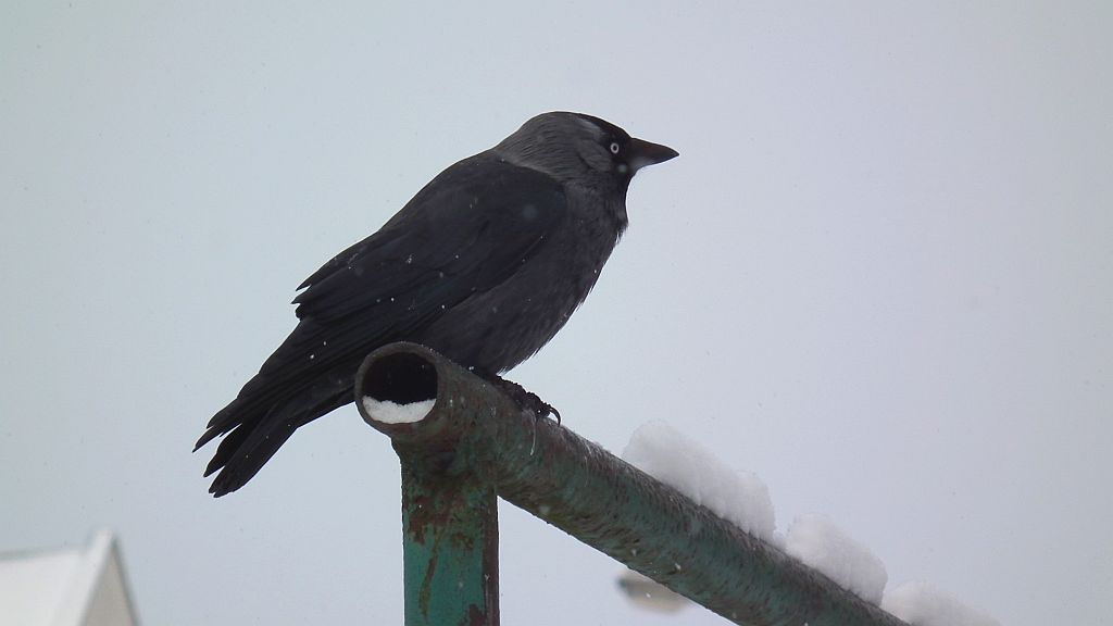 Kawka (Coloeus monedula)