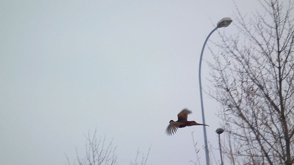 Bażant (Phasianus colchicus)