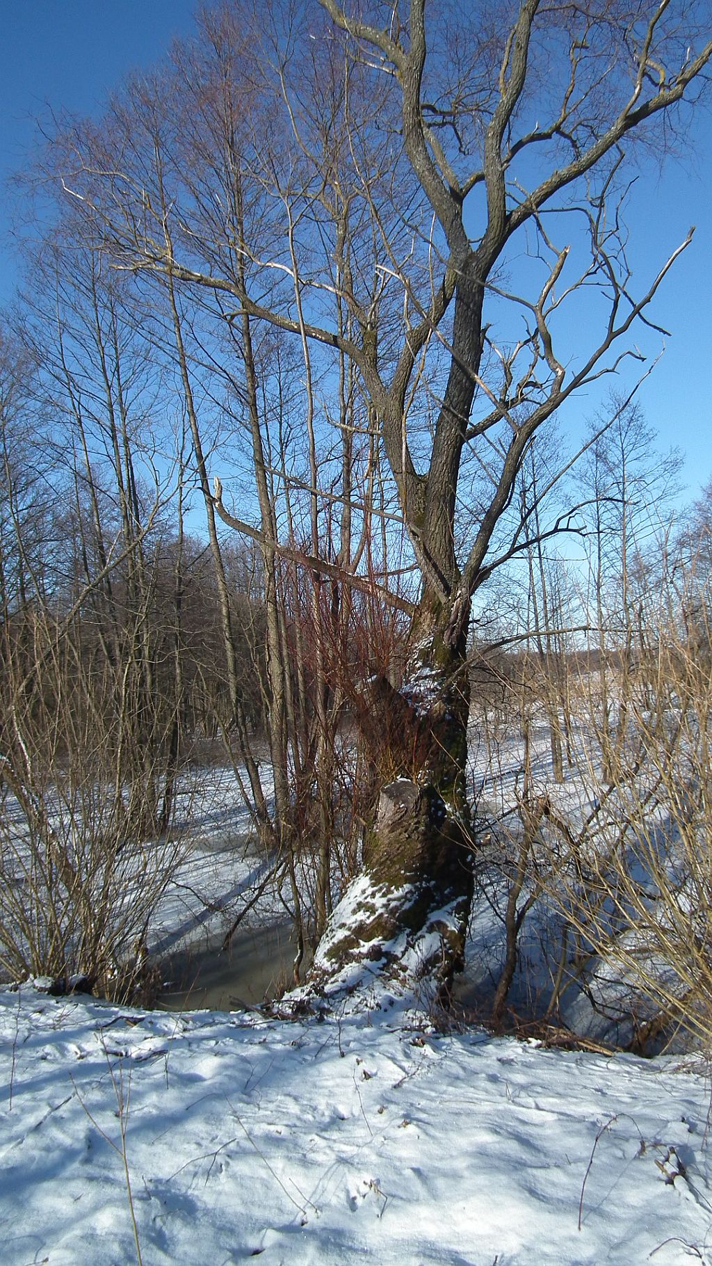 Na zerwany most nad Narwią