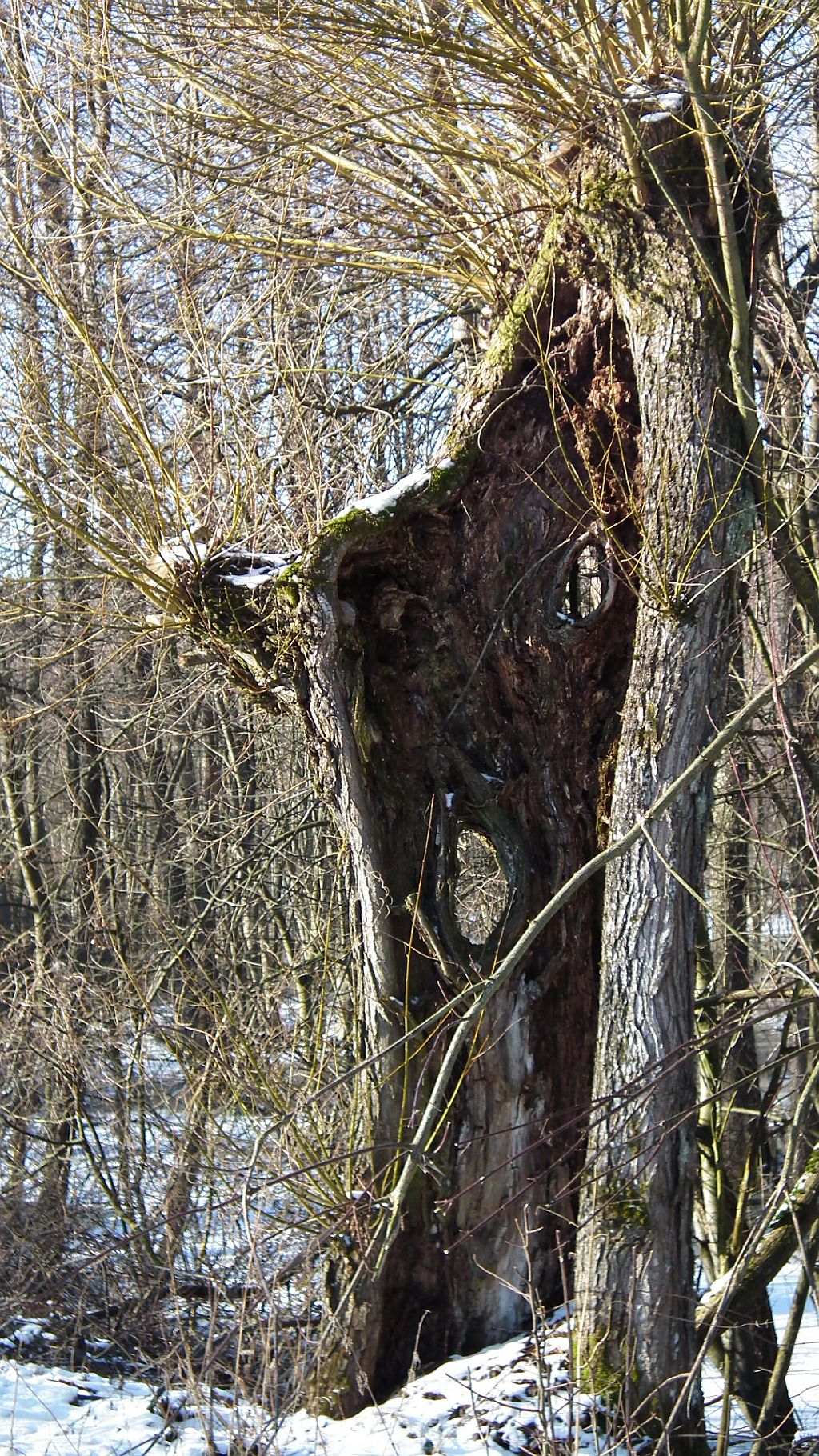 Nadnarwiańska wierzba