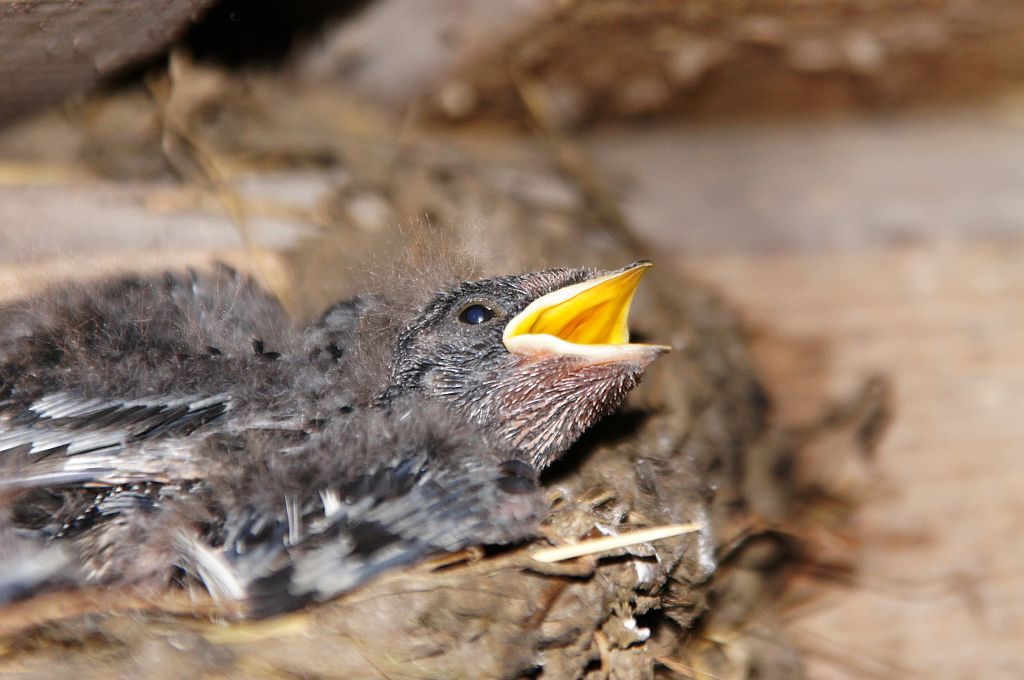 Oknówka zwyczajna, oknówka, jaskółka oknówka (Delichon urbicum)