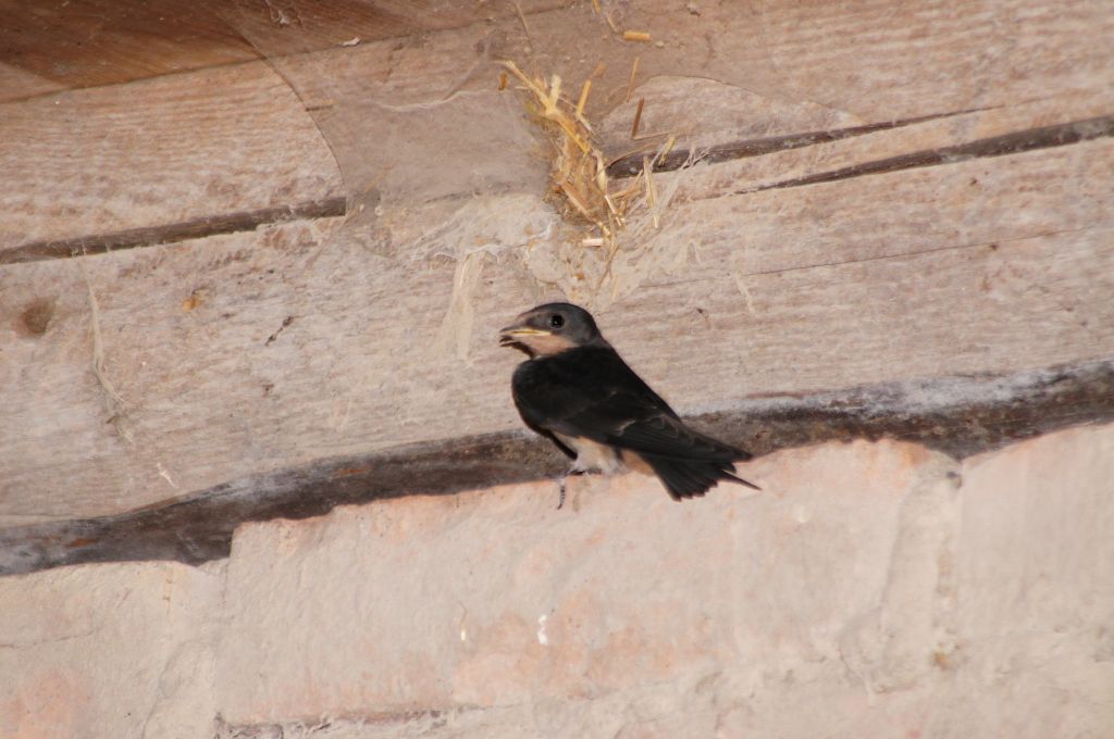 Oknówka zwyczajna, oknówka, jaskółka oknówka (Delichon urbicum)