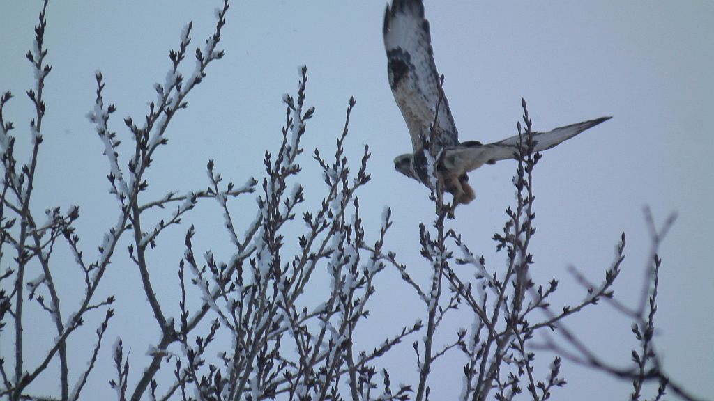 Myszołów włochaty (Buteo lagopus)