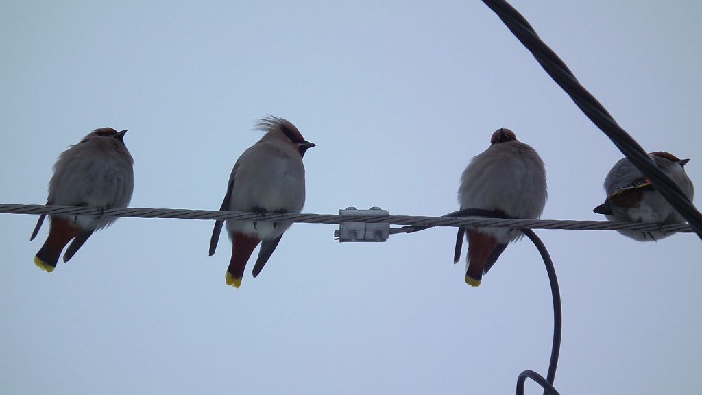 Jemiołuszka (Bombycilla garrulus)