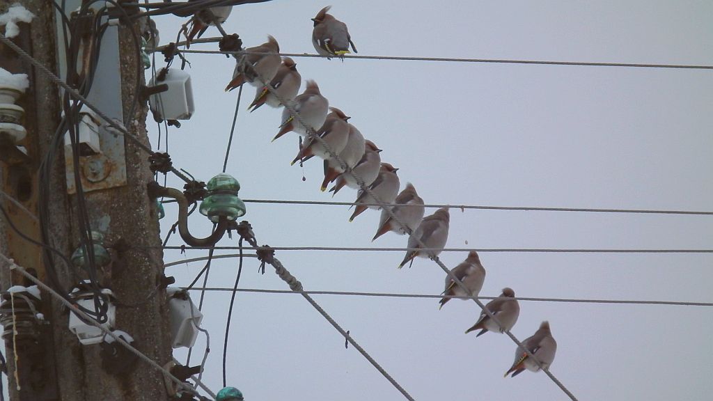 Jemiołuszka (Bombycilla garrulus)