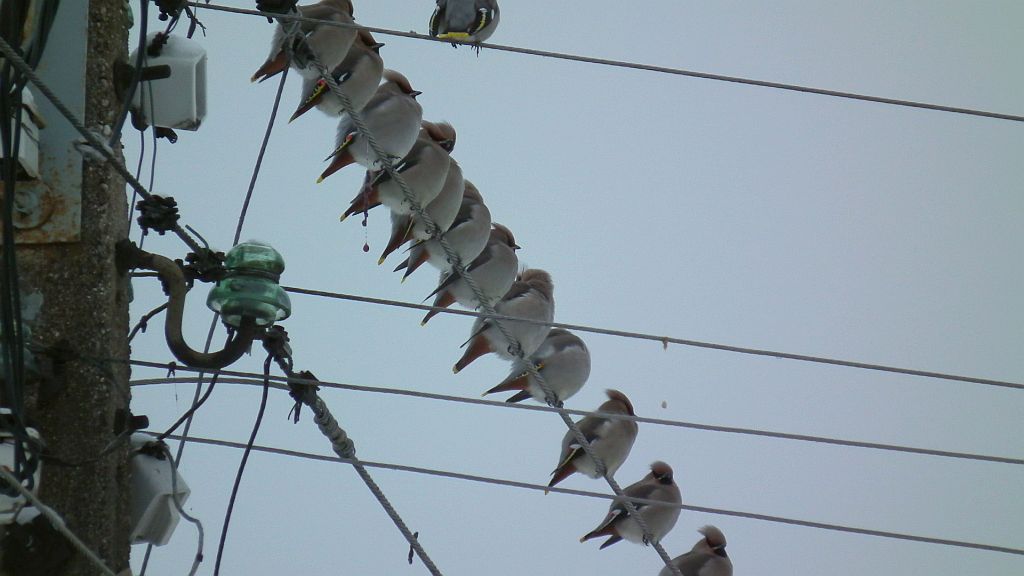 Jemiołuszka (Bombycilla garrulus)