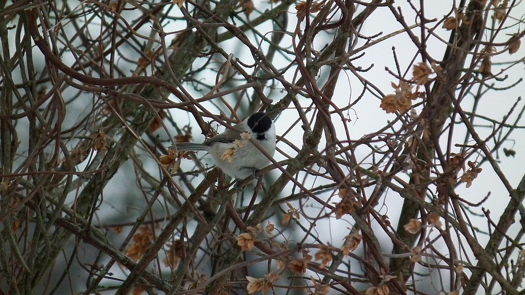 Sikora czarnogłowa, czarnogłówka, sikora czarnogłówka (Poecile montana syn. Parus montanus)