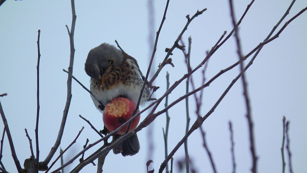 Kwiczoł (Turdus pilaris)