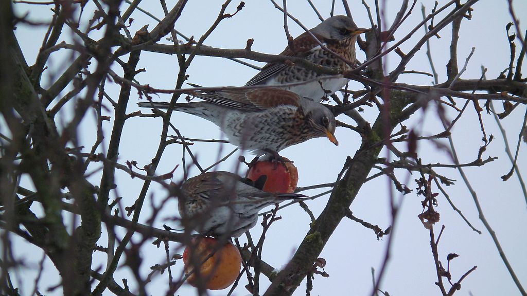 Kwiczoł (Turdus pilaris)