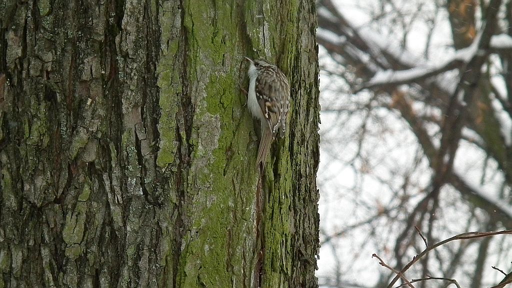 Pełzacz leśny (Certhia familiaris)