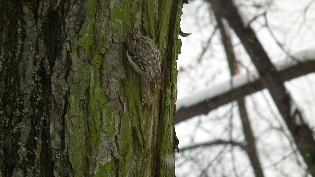 Pełzacz leśny (Certhia familiaris)
