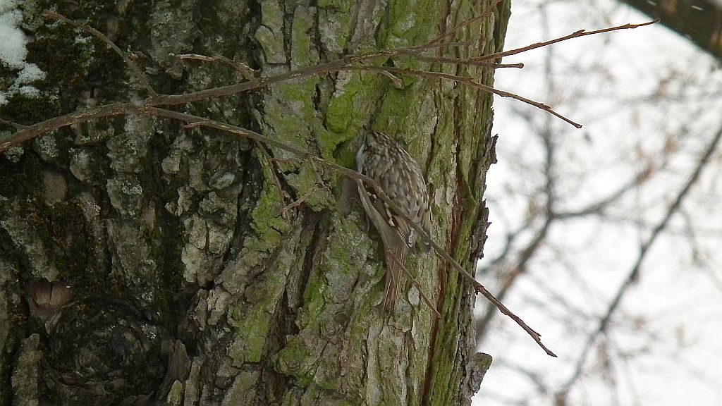 Pełzacz leśny (Certhia familiaris)