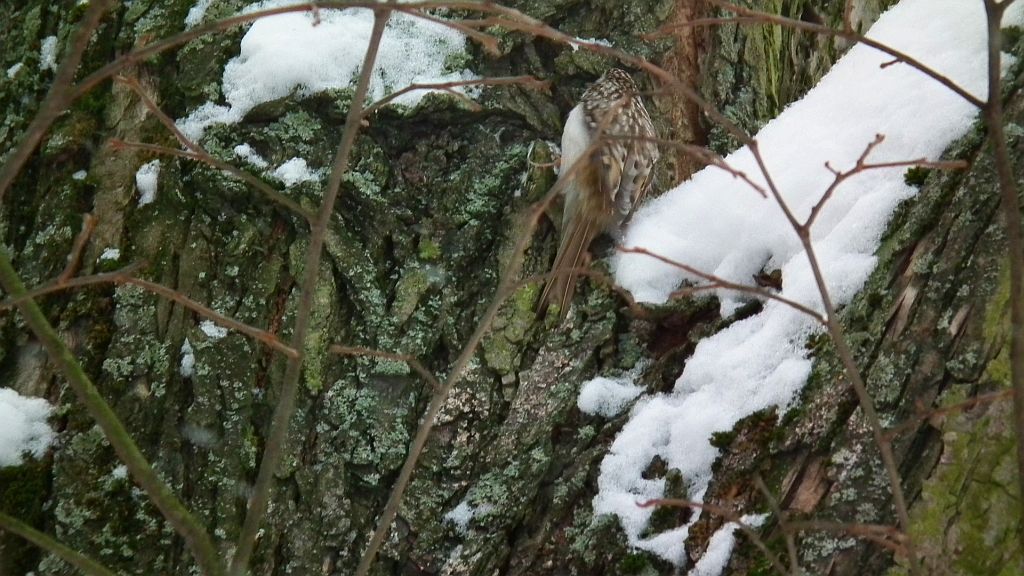 Pełzacz leśny (Certhia familiaris)