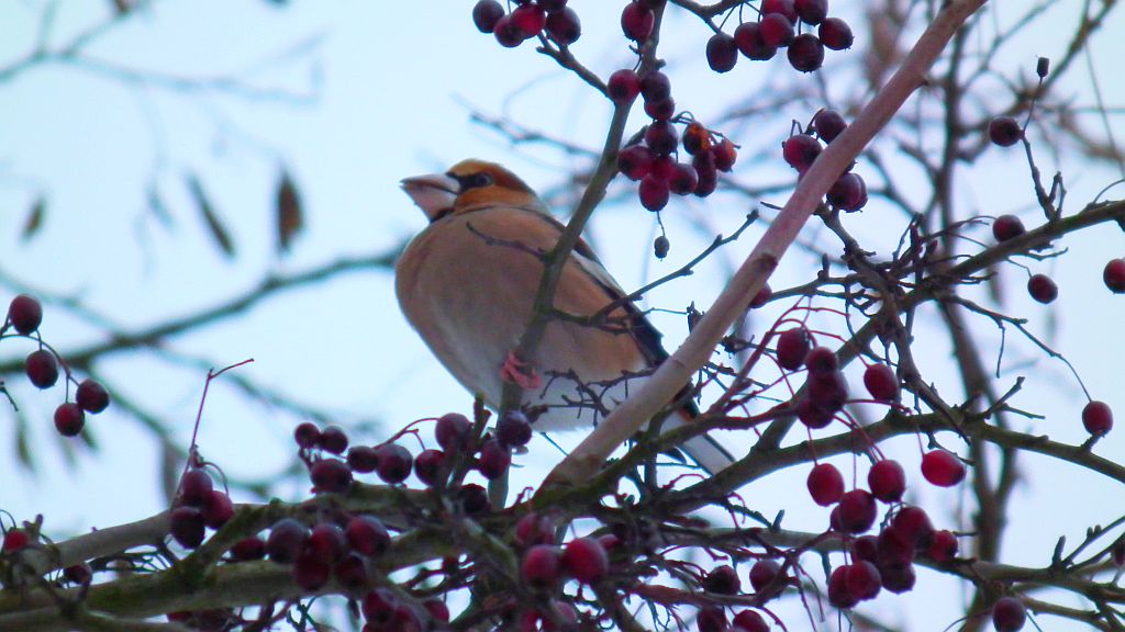 Grubodziób zwyczajny, pestkojad, grabołusk (Coccothraustes coccothraustes)