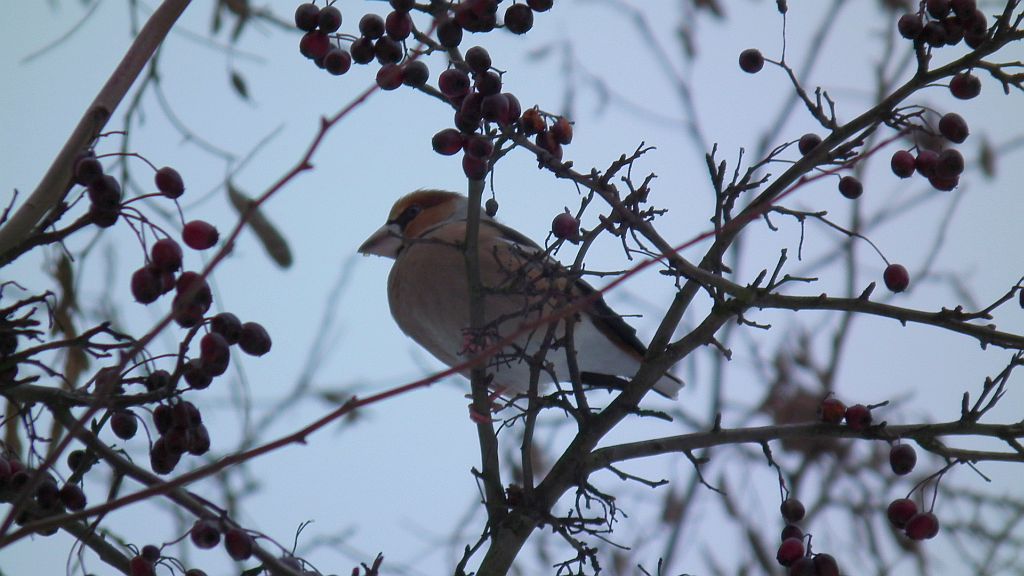 Grubodziób zwyczajny, pestkojad, grabołusk (Coccothraustes coccothraustes)
