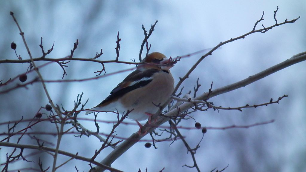 Grubodziób zwyczajny, pestkojad, grabołusk (Coccothraustes coccothraustes)