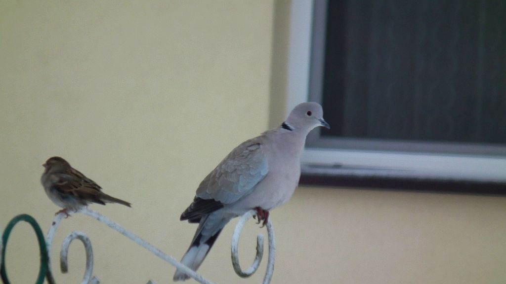 Sierpówka/synogarlica turecka (Streptopelia decaocto)