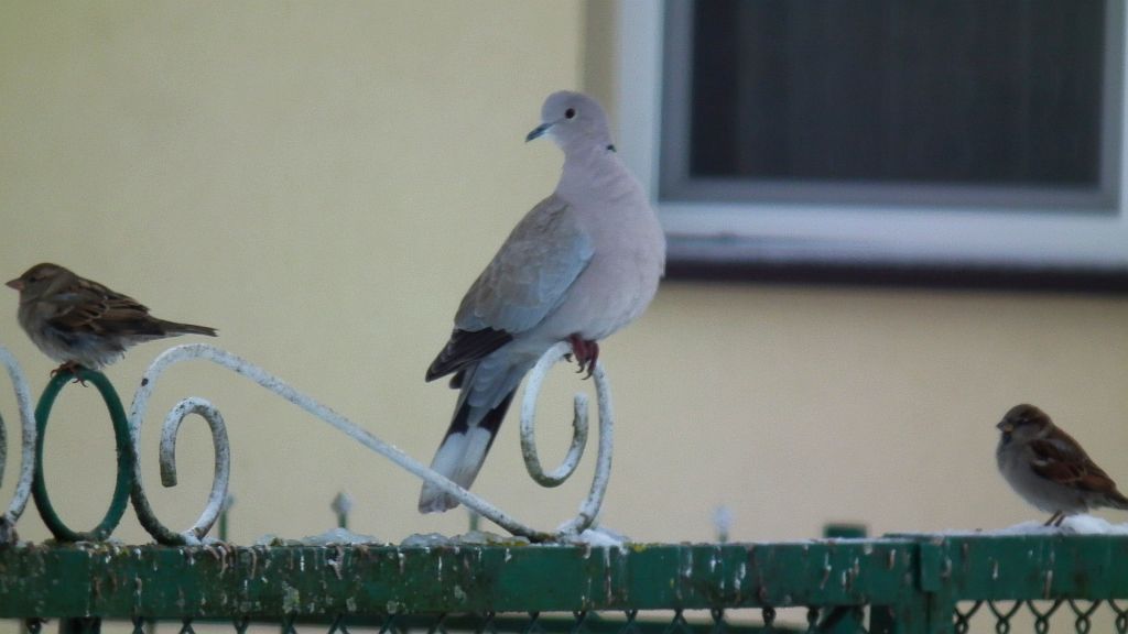 Sierpówka/synogarlica turecka (Streptopelia decaocto)