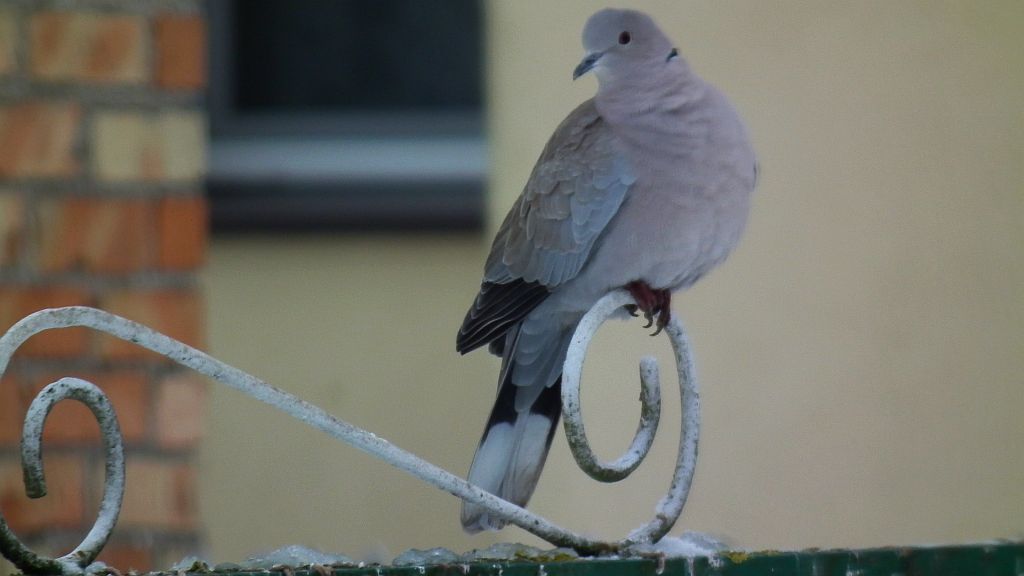 Sierpówka/synogarlica turecka (Streptopelia decaocto)
