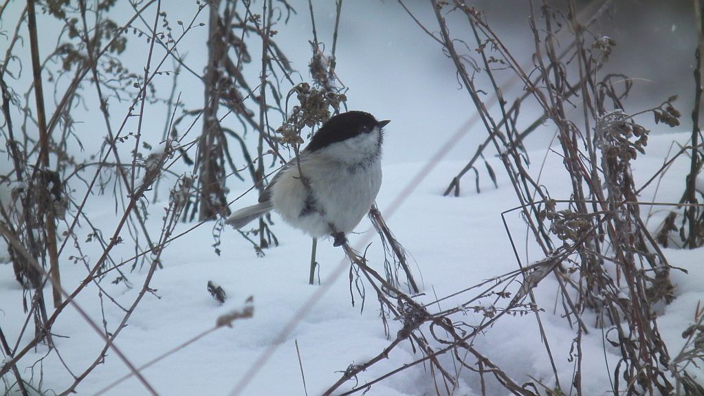 Sikora czarnogłowa, czarnogłówka, sikora czarnogłówka (Poecile montana syn. Parus montanus)