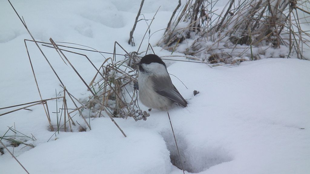 Sikora czarnogłowa, czarnogłówka, sikora czarnogłówka (Poecile montana syn. Parus montanus)