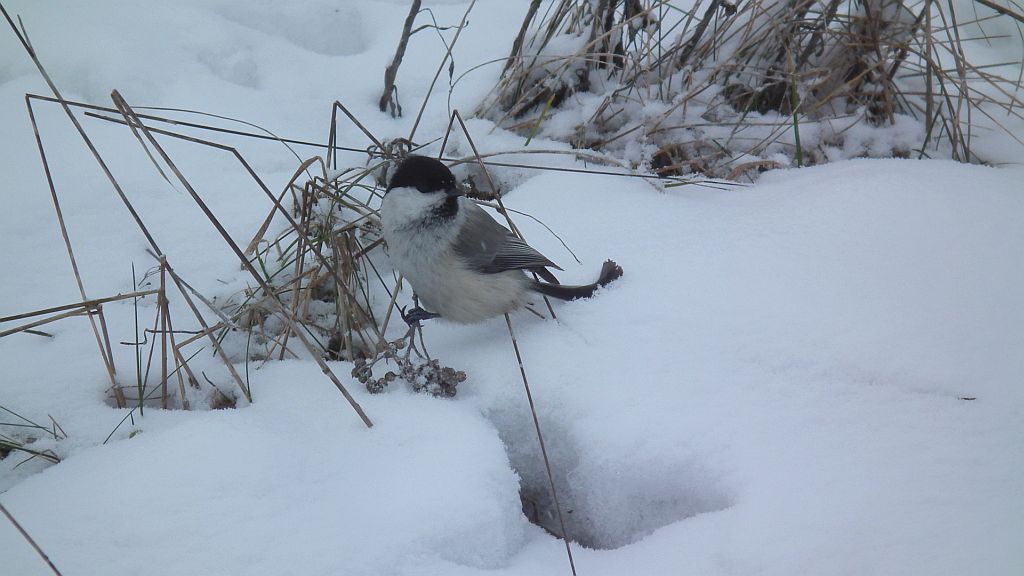 Sikora czarnogłowa, czarnogłówka, sikora czarnogłówka (Poecile montana syn. Parus montanus)