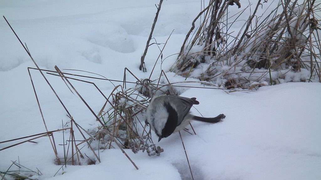 Sikora czarnogłowa, czarnogłówka, sikora czarnogłówka (Poecile montana syn. Parus montanus)
