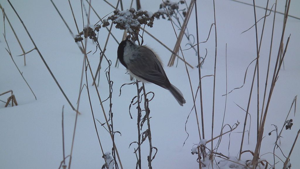Sikora czarnogłowa, czarnogłówka, sikora czarnogłówka (Poecile montana syn. Parus montanus)