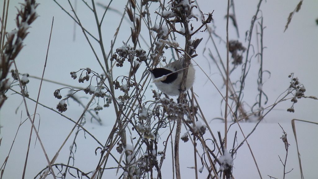 Sikora czarnogłowa, czarnogłówka, sikora czarnogłówka (Poecile montana syn. Parus montanus)
