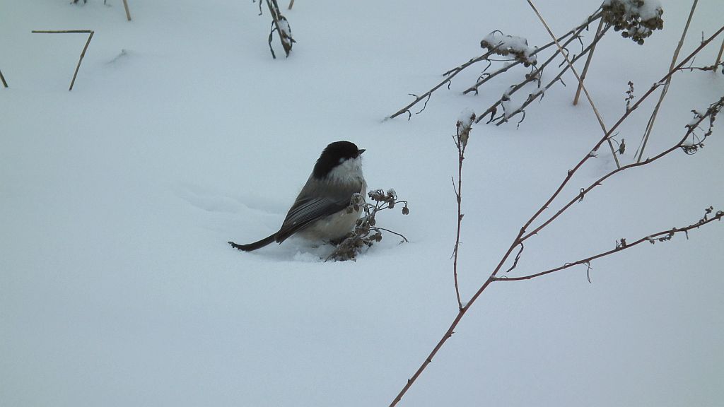 Sikora czarnogłowa, czarnogłówka, sikora czarnogłówka (Poecile montana syn. Parus montanus)